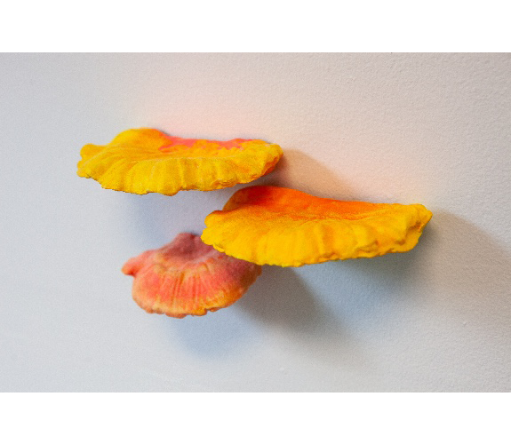 "Fluorescent Fruited Fungal Bodies" Cluster 1 - Madison Haws